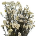 thumbnail image 2 of Vickerman 16" Natural White Rice Flower. Comes in a 4.25 oz Bundle. Preserved, 2 of 2