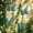 Light Green LG, variant on Gecau Large Butterfly Wall Hanging Iron Outdoor Fence Garden Courtyard Accent Metal Handpainted Decorative Weatherproof Art Wall Mount Home Patio Balcony Rustic Stylish Gift 9.4x7.5in
