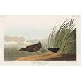 thumbnail image 2 of Audubon, John James 14x10 Black Ornate Wood Framed with Double Matting Museum Art Print Titled - Least Water-hen, 2 of 4