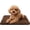 Dark Brown, variant on Dog Crate Pad Ultra Soft Anti-Slip Kennel Mat Secure Fit for Metal Crates Dog Cages Washable Cozy Bed Small Medium Large Dogs Green S 23"x14"x1.5