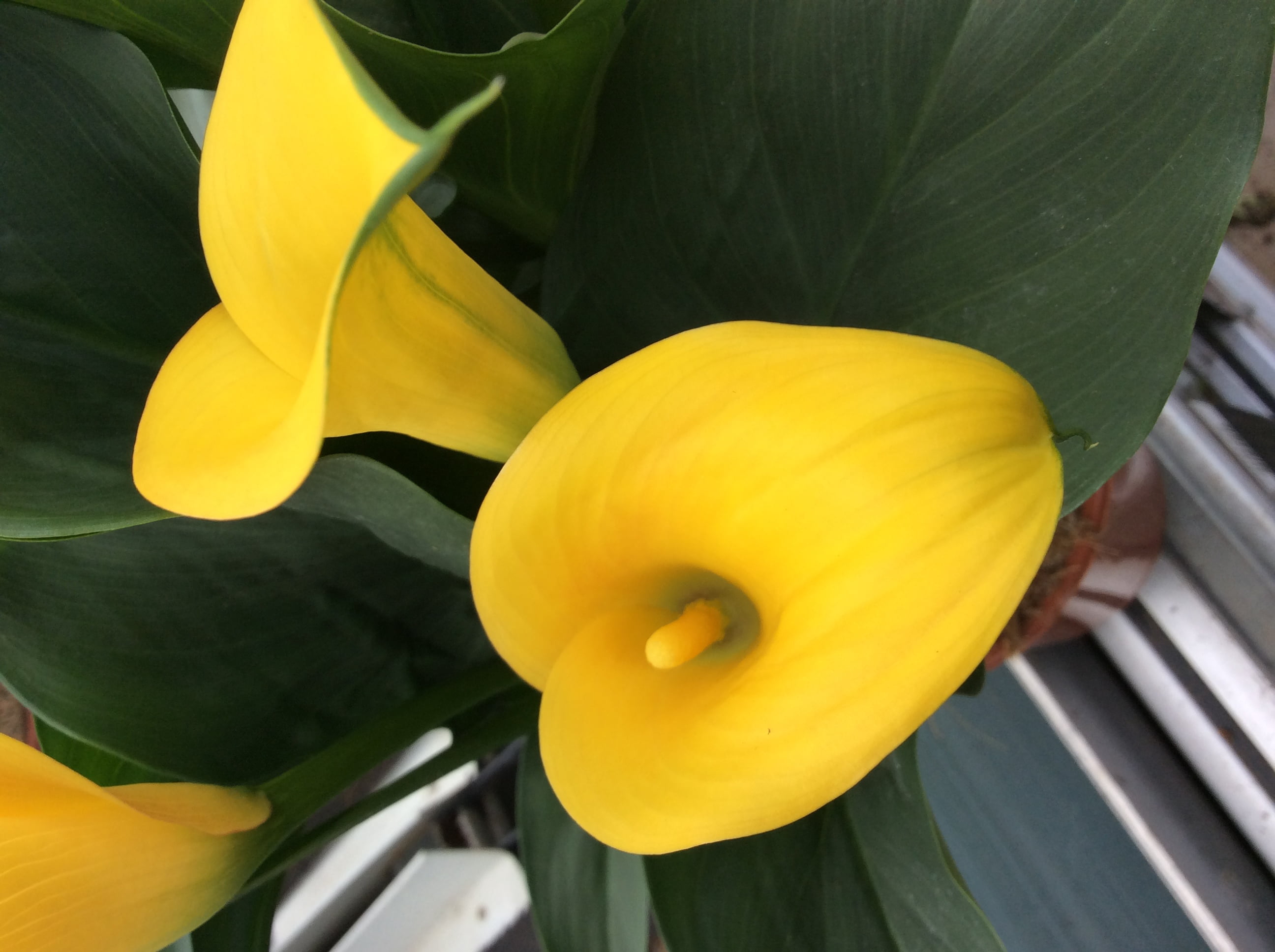 Better Homes & Gardens 1.32 Gal Calla Lily Yellow, Live Perennial Plant, Full Sun