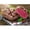 SKU-14, variant on Delicious Barbecue Ham Chicken Wings Steak Roast Chicken Poster Canvas Paintings Wall Art Pictures Restaurant Kitchen Home Decor50 x 70 cm frameless,SKU-09