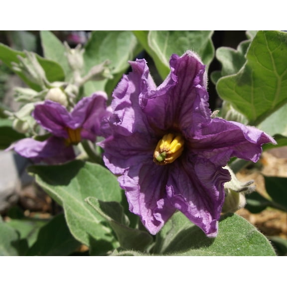 Eggplant SEEDS -Black Beauty Eggplant -20 Vegetable Seeds - grill or stir fry- compact plants -container or garden plant