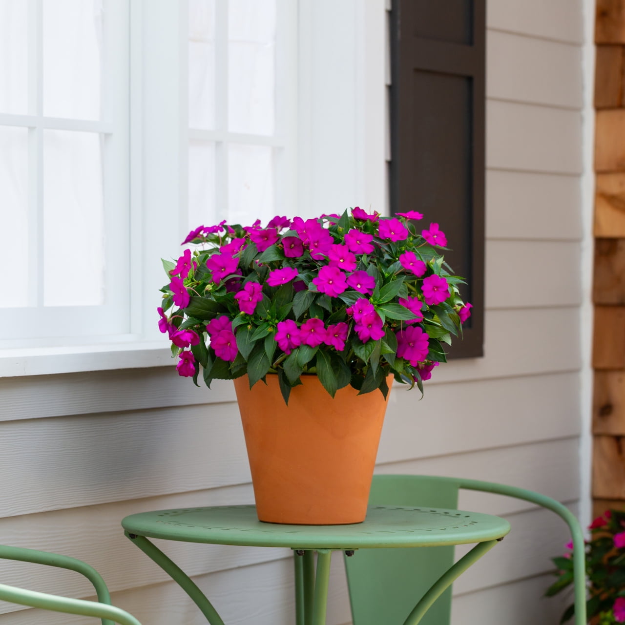 SunPatiens 2QT Purple Impatiens Live Annual Plant Sun 3-Pack