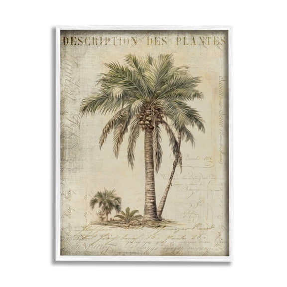 Stupell Industries Vintage Palm Tree Study Botanical & Floral Painting White Framed Art Print Wall Art, 16 x 20