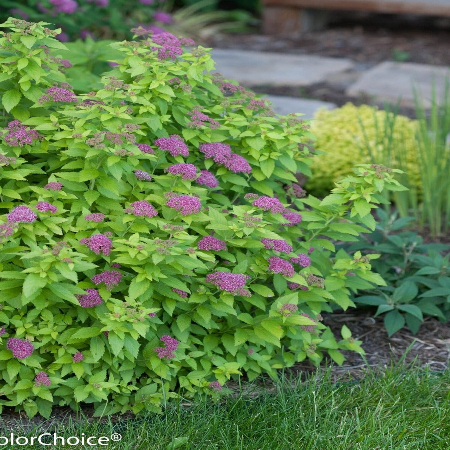 Proven Winners ColorChoice 5" Pink Double Play Gold Spirea Live Plant in 4.5" Pot (4 Count)