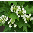 thumbnail image 4 of Oakleaf Hydrangea Plant (Native), Hardy Shrub with White Blooms - Liner, 4 of 6