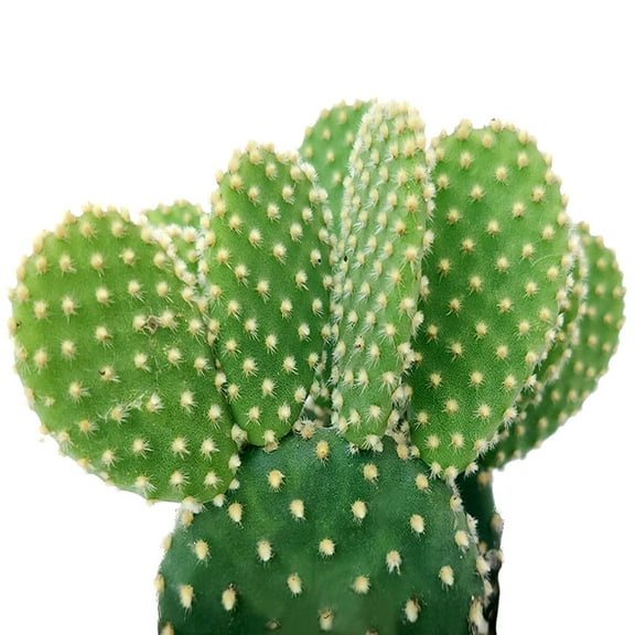 Golden Angel Wing Cactus (2"  Plastic Pot) - Bunny Ears Funny Cactus - Live Cactus - Unique Shaped Cactus - Tiny, Lovely, Easy to Care Succulents