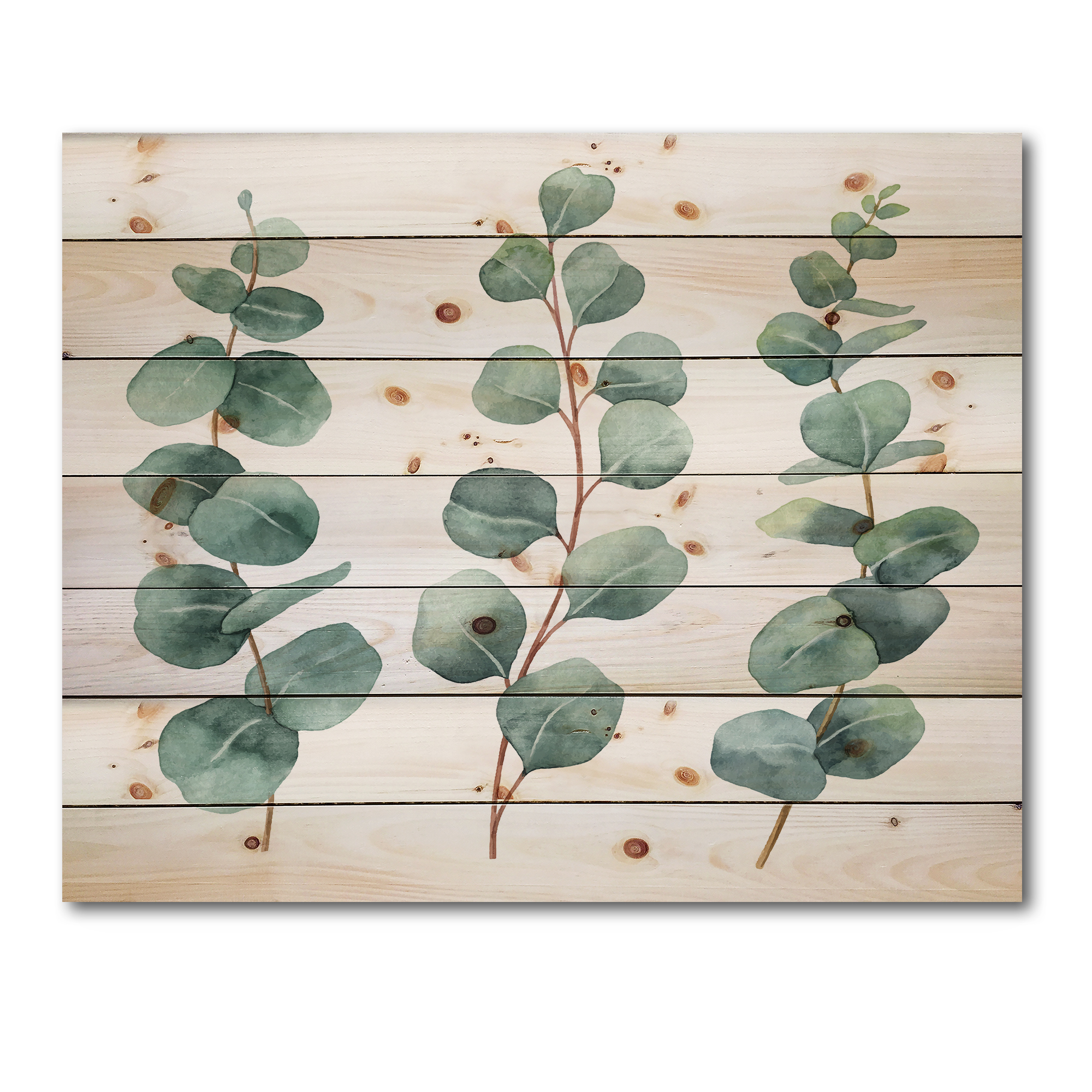 Designart 'Young Eucalyptus Branches and Leaves I' Traditional Print on Natural Pine Wood