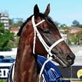 thumbnail image 3 of Breyer Modèle Traditionnel Échelle 1:9 Cheval / Winx Cheval de Course Australien, 3 of 6
