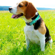 thumbnail image 5 of Collares de correas totalmente ajustables para perros, costuras reflectantes para mayor visibilidad, 5 of 5