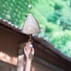 thumbnail image 2 of Bell Chimes Bird Song Wind Chime Lindo para La Puerta Ventana Pared, 2 of 9