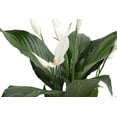 thumbnail image 4 of 15in. Tall White Peace Lily; Bright, Indirect Sunlight Plant in 6in. Décor Pot, 4 of 9