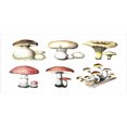 thumbnail image 4 of Mushroom Piggy Bank, Hand Drawn Fungus Pattern Amanita Muscaria Boletus Champignon Retro Illustration, Ceramic Coin Bank Money Box for Cash Saving, 3.6" X 3.2", Multicolor, by Ambesonne, 4 of 4