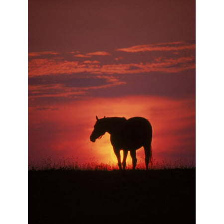 Silhouette of Horse at Sunset, Lexington, KY Print Wall Art By Brian