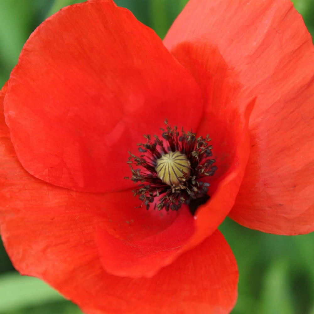 American Legion Corn Poppy Flower Garden Seeds 4 Oz Also Called