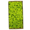 thumbnail image 2 of Widget,Wall Decor Real Indoor Office Decoration Moss No Maintenance Wall Party Festivals Party Festivals Indoor Preserved Moss Festivals Indoor Office No Maintenance Required Mewmewcat Rookin, 2 of 7
