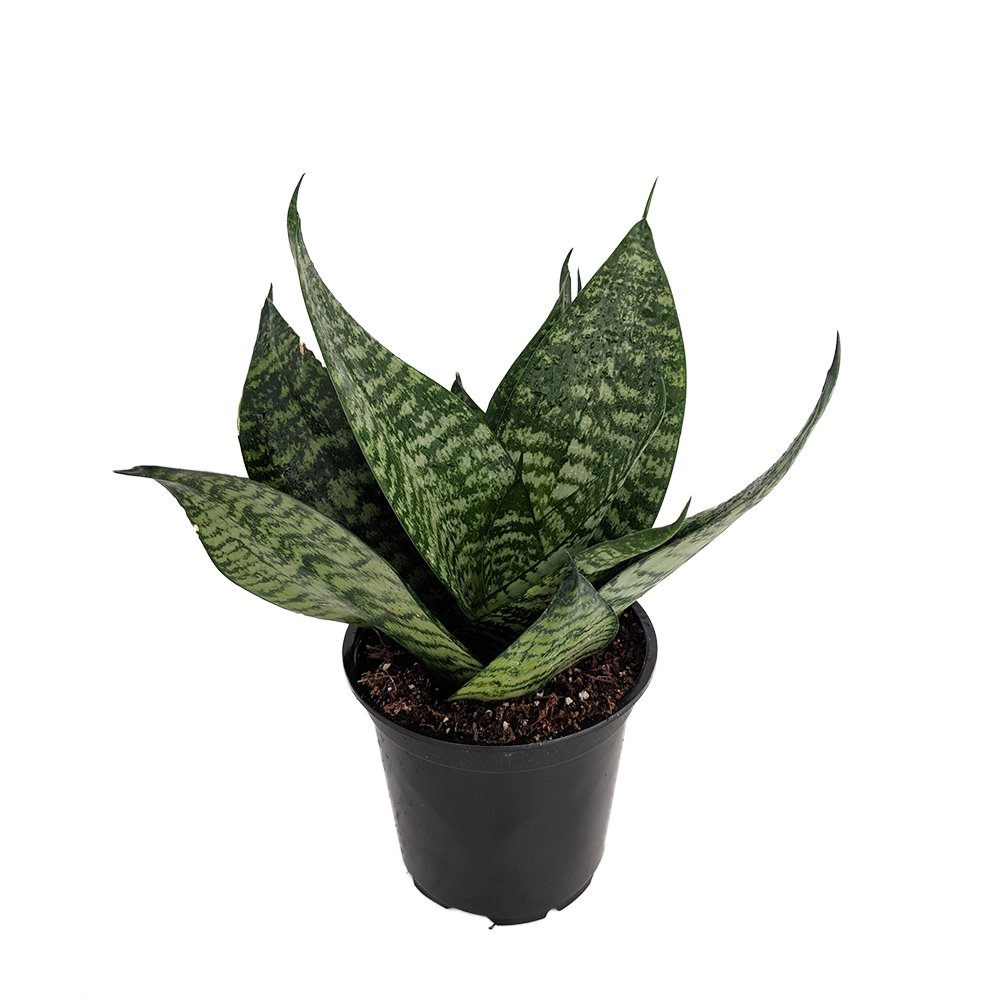 Robusta Black Birdsnest Snake Plant Sanseveria