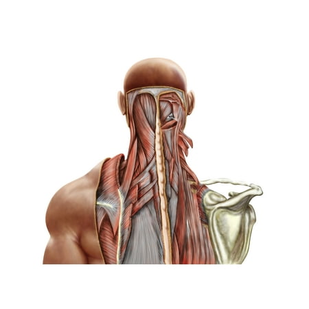 Human anatomy showing deep muscles in the neck and upper back Poster