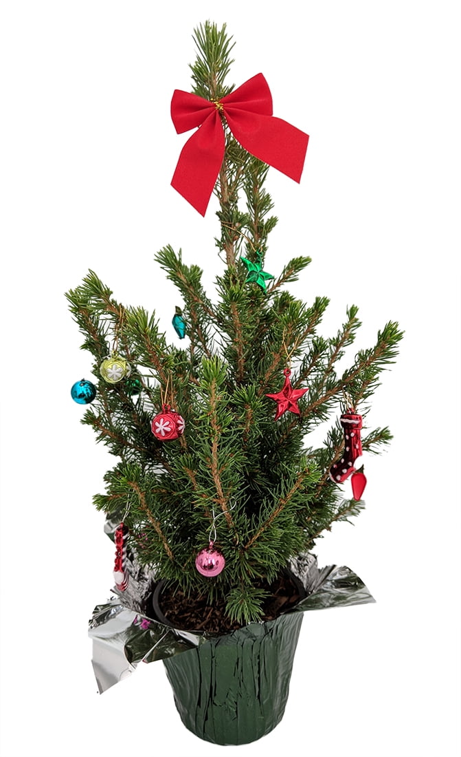 Decorated Dwarf Alberta Spruce Picea Great Christmas Tree 4" pot