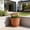 Red, variant on Retros-Style Faux-Ceramic Planter – Roman Style Resin Planter with Saucer,Breathable Rhizome Controlling Pot for Green Plants and Home Decor (Blue, 20.5x18x13cm)