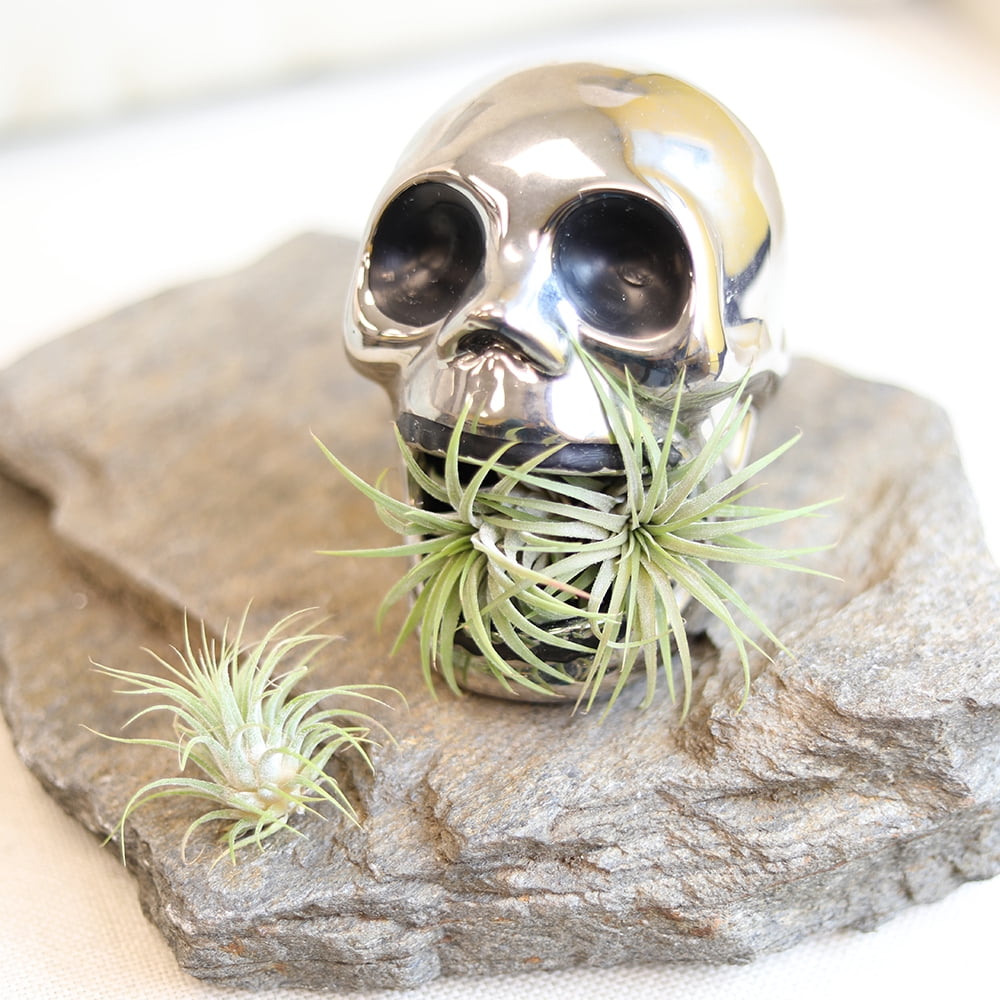 Altman Plants 4" Tillandsia Live Air Plants (12 Pack)