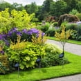 thumbnail image 3 of Dvkptbk Solar Rape Flower Light LED Rape Flower Outdoor Garden Courtyard Light home decor, 3 of 7