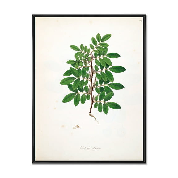 Designart 'Ancient Plant Life XX' Farmhouse Framed Canvas Wall Art Print