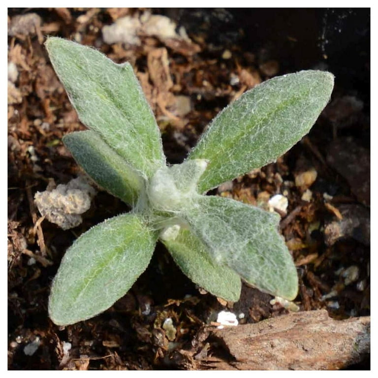 plant giant sunflower seeds Mongolian Giant Sunflower Seeds  Botanical Interests