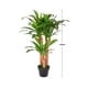 thumbnail image 2 of Planta Artificial Palo de Brasil VANLIG 100 cm, 2 of 2