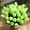 Green, variant on 5 Mini Tulips Mw08081 Clearance! Nomeni Artificial Flowers Bouquet Floral Wedding Bouquet Party Home Decor, Fake Flowers Promotion Sale! Green