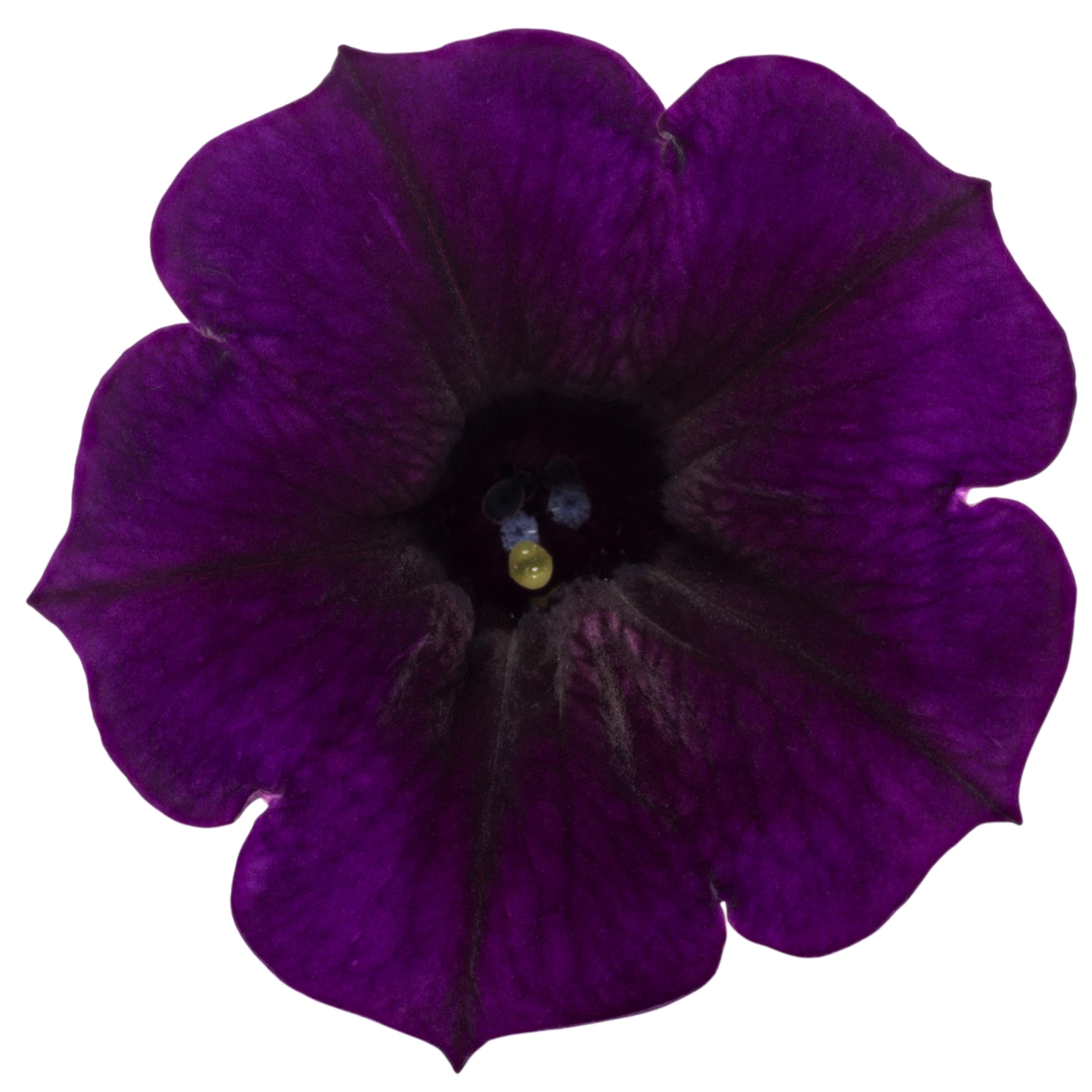 Proven Winners 4" Purple Supertunia Mini Vista Midnight Petunia Live Plant in 4.25" Pot (4 Count)
