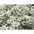 thumbnail image 5 of 100 WHITE MEADOWSWEET Spiraea Alba Narrow Leaved Queen of the Prairie Native Flower Shrub Seeds, 5 of 10