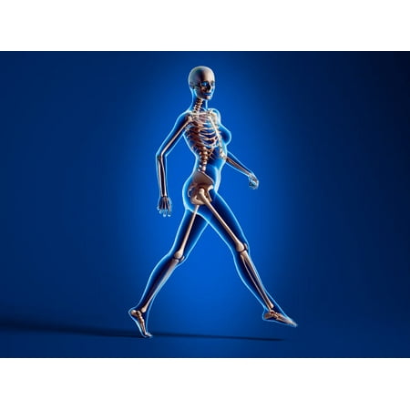 X-ray view of a naked woman walking with skeletal bones superimposed Poster Print by Leonello CalvettiStocktrek