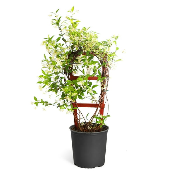 Star Jasmine Vine