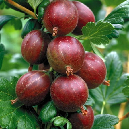Hinnonmaki Red Gooseberry Bush - Eat Fresh or Baked - 2.5