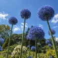 thumbnail image 5 of Allium Bulbs - Ideal for Beds Borders, Plant Pots & Planters, Low Maintenance, 5 of 6
