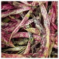 thumbnail image 2 of Everwilde Farms - 1/4 lb French Horticulture Green Bush Bean Seeds - Gold Vault Bulk Seed Packet, 2 of 2