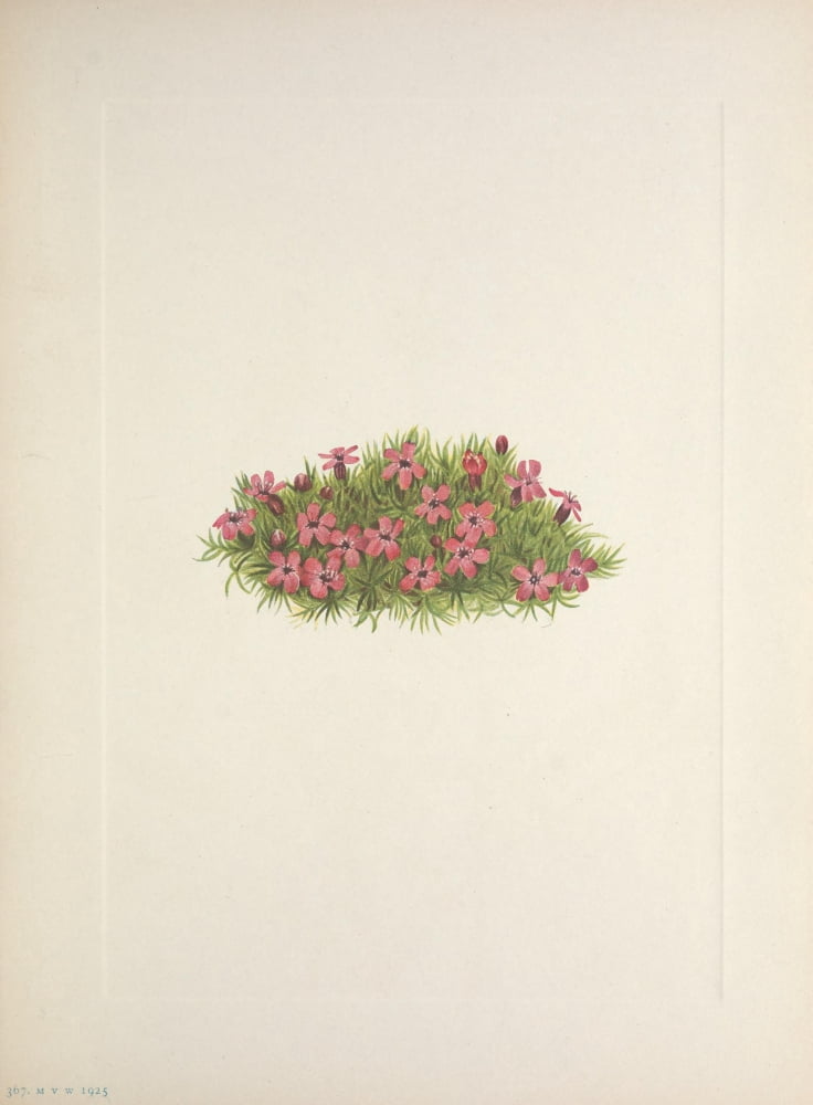 N American Wild Flo