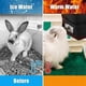 thumbnail image 4 of Heated Water Bottle, 32 Oz for Rabbits, Hamster, Guinea Pigs, 4 of 5