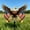 B, variant on 4th of July Wrought Iron Eagle Decoration – Heavy Duty Metal Lawn Art for Independence Day, Patriotic Garden Decor, Weatherproof Eagle Statue