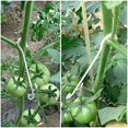 thumbnail image 5 of 100 piezas de clips de fijación para plantas de jardín de 13 cm, clips de soporte para plantas trepadoras, clips para tomates, soporte para tomates, 5 of 5