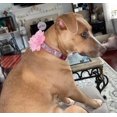 thumbnail image 7 of Miaocao Rhinestone Dog Collar and Leash Set, Soft Suede Leather Pet Collar with Bling Crystal Studs, 7 of 7
