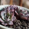 thumbnail image 6 of Mix Horticultural Lava Pebbles Pumice Potting Soil Amendment Succulent Cactus Bonsai Gritty Rock Decorative Gravel Plant Drainage Volcanic Rock for Terrarium Fairy Gardening Top Dressing 2.2lb, 6 of 7