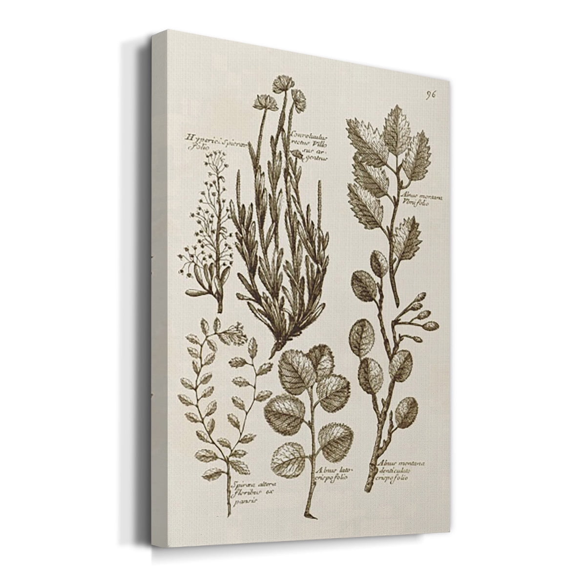 Sepia Botanical Journal VIII Premium Gallery Wrapped Canvas - Ready to Hang