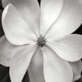 thumbnail image 3 of Christensen, Jim 15x15 Black Modern Framed Museum Art Print Titled - Magnolia III, 3 of 5