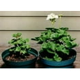 thumbnail image 6 of Rootblast Fertilizer, 12 oz, Natural Formula Helps Plants Grow Bigger, Faster, and Stronger, 6 of 8