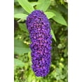 thumbnail image 3 of Seedville Dark Purple Butterfly Bush 50 Seeds Flower Seeds, Fragrant, Attracts Hummingbirds, 3 of 10