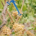 thumbnail image 1 of MERRYHAPY 20Ud Sujetadores De Ramas Para Jardín Que Mejoran Salud Y Crecimiento De Árboles Frutales, 1 of 7