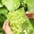 thumbnail image 4 of Nrdde 50pcs 20 x 30cm Fruit Protection Mesh Bags Large Green Organza Bags Garden Plant Protection Mesh Bags Grape Storage Drawstring Mesh Bags Insect Bird Barrier Bags Light Green, 4 of 5